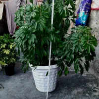 گل بزرگ