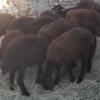 بره
