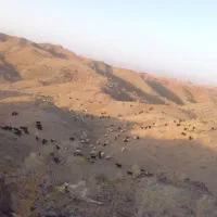 شوسف