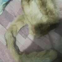 کلاه روسی