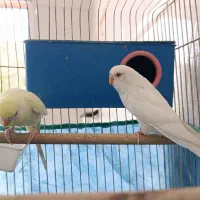 مرغ عشق