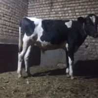 با سلام یک عدد گوساله جنس