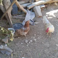 مرغ خروس کبوتر