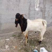 بز و بزغاله