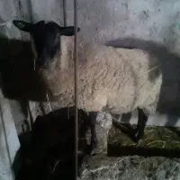 گوسفند رومانوف