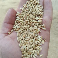 گندم  شسته شده