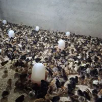 جوجه ۷ روزه گلپایگان عمده و خرده