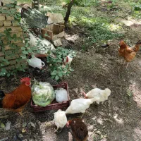 مرغ و خروس