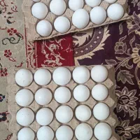 تخم‌مرغ تازه
