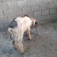 یک راس بره قوچی به فروش میرسد