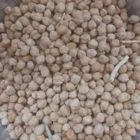 نخود دیم بهاره