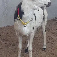 عتیقه