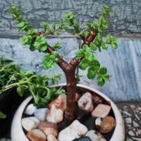 بنسای جید خرفه زیبا