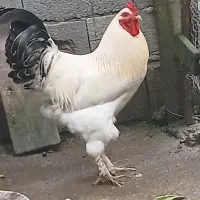فروش خروس دورگه برهما
