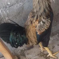 خروس لاری