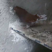 کبوتر سرخ نر