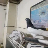 یال سیاه نر