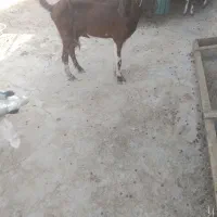 بز نیدی سالم سرحال ماده