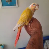 ردچیک نر بالغ