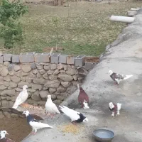 طوقی|پرنده|مشهد, قائم|دیوار