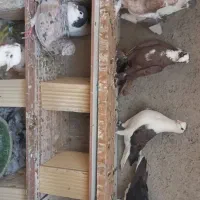 کبوتر چادری وطوقی