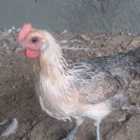 جوجه لاکانزه ولاری تاج مهر معاوضه