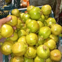 انار شرین وانار ترش