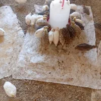 بلدرچین 20روزه