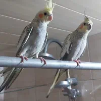 جوجه عروس هلن