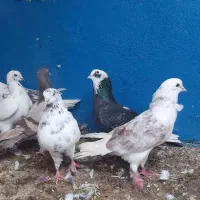 کفتر‌رگ‌وریشه‌دار