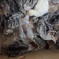 جوجه مرغ و بوقلمون