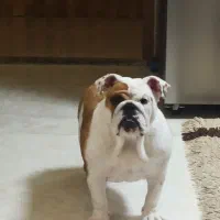 انگلیس بولداگ