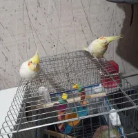 عروس هلندی (مولد) سخنگو