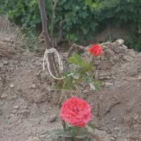 گردو تازه