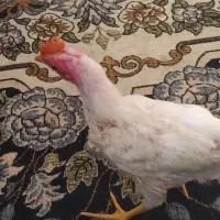 ، جوجه رنگی