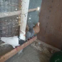 کبوتر یا کفتر