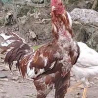 خروس لاری