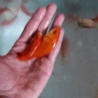 ماهی قرمز عمده