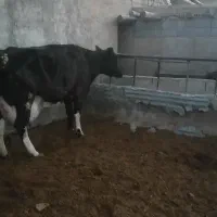 گاووگوساله