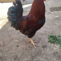 خروس محلی