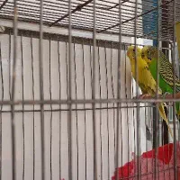 جفت مرغ عشق مولد و یک مرغ عشق البینو معاوضه