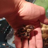 جوجه بلدرچین
