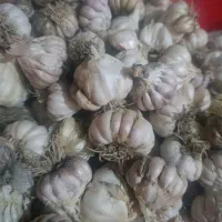 سیر رامهرمز اصل