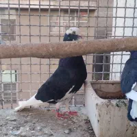 کفتر ابلغ نرو ماده دهن جور پرشی