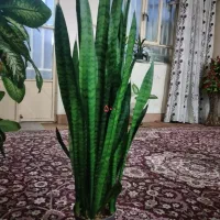 ۴ عدد گل|گل و گیاه طبیعی|ایذه, |دیوار