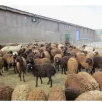 گوسفند داشتی مناسب برای زاد وولد
