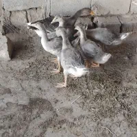 غاز