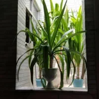 گل برگ موزی ، گل عنکبوتی