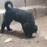 توله لاس