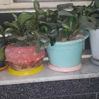 قاشقی